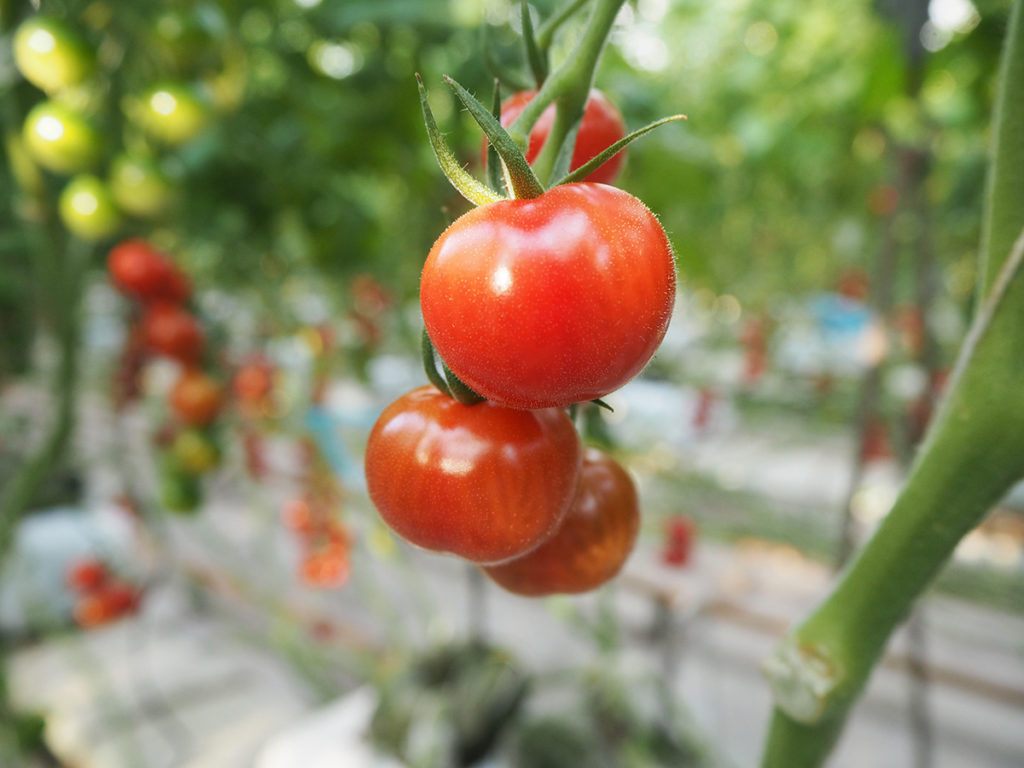 若松区の響灘菜園と高級ミニトマト「ぷるりん」 | キタキュースタイル