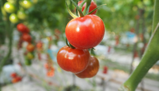 若松区の響灘菜園と高級ミニトマト「ぷるりん」
