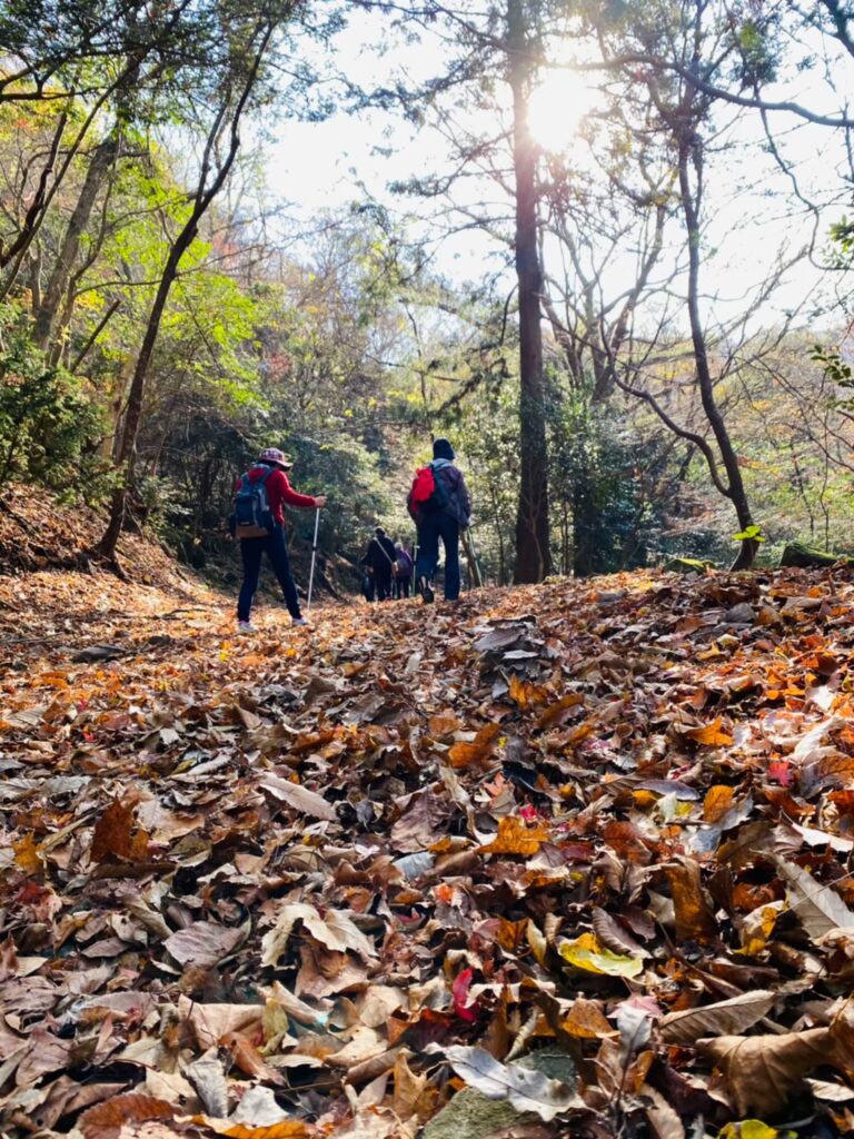 豊前市役所商工観光課提供写真「森林セラピー・紅葉の犬ヶ岳」
