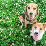 DOG EXPO FUKUOKA 2025開催！九州最大のドッグイベントが夏の西日本総合展示場に登場【北九州市小倉北区】