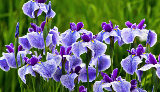 夜宮公園で「第38回とばた菖蒲まつり2026」開催　約2万本の花菖蒲が来場者をお出迎え【北九州市戸畑区】
